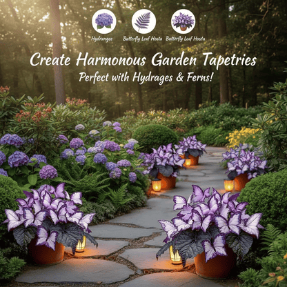 🔥Last Day: BUY 3 GET 1 FREE - 🍃🦋 Butterfly Leaf Hosta Seeds: Add a Touch of Whimsy to Your Garden!(🌿1 pack = 100 Seeds)