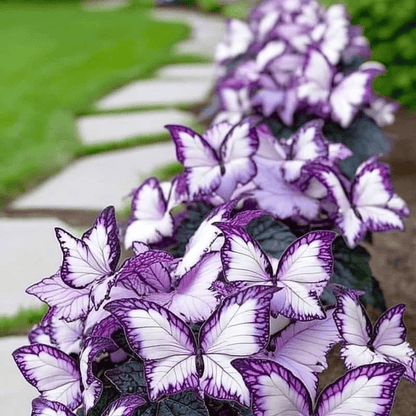 🔥Last Day: BUY 3 GET 1 FREE - 🍃🦋 Butterfly Leaf Hosta Seeds: Add a Touch of Whimsy to Your Garden!(🌿1 pack = 100 Seeds)