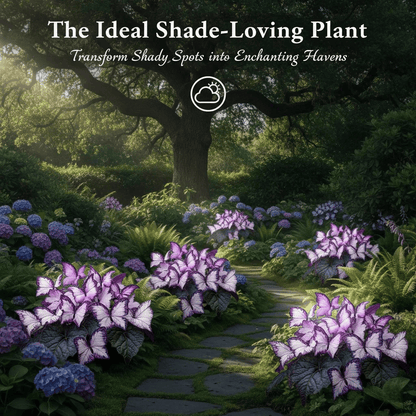 🔥Last Day: BUY 3 GET 1 FREE - 🍃🦋 Butterfly Leaf Hosta Seeds: Add a Touch of Whimsy to Your Garden!(🌿1 pack = 100 Seeds)