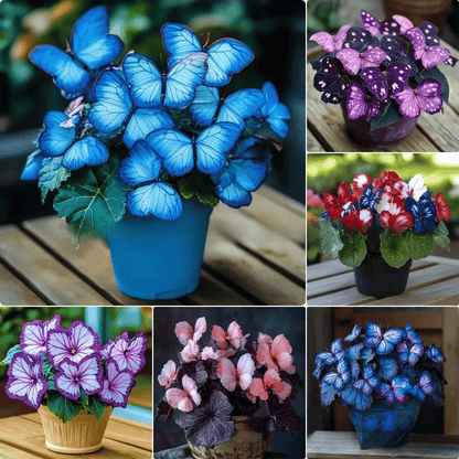 🔥Last Day: BUY 3 GET 1 FREE - 🍃🦋 Butterfly Leaf Hosta Seeds: Add a Touch of Whimsy to Your Garden!(🌿1 pack = 100 Seeds)