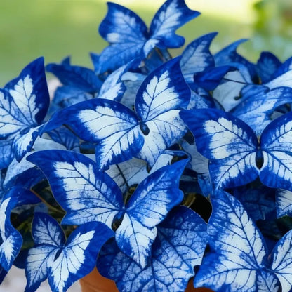 🔥Last Day: BUY 3 GET 1 FREE - 🍃🦋 Butterfly Leaf Hosta Seeds: Add a Touch of Whimsy to Your Garden!(🌿1 pack = 100 Seeds)