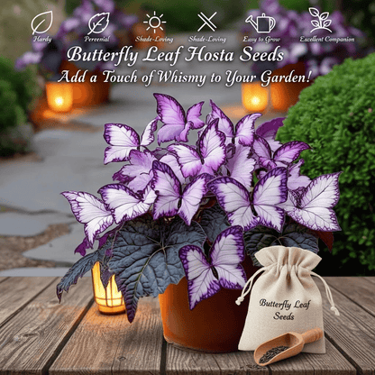 🔥Last Day: BUY 3 GET 1 FREE - 🍃🦋 Butterfly Leaf Hosta Seeds: Add a Touch of Whimsy to Your Garden!(🌿1 pack = 100 Seeds)