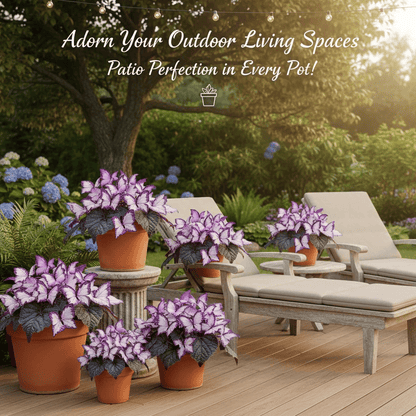 🔥Last Day: BUY 3 GET 1 FREE - 🍃🦋 Butterfly Leaf Hosta Seeds: Add a Touch of Whimsy to Your Garden!(🌿1 pack = 100 Seeds)