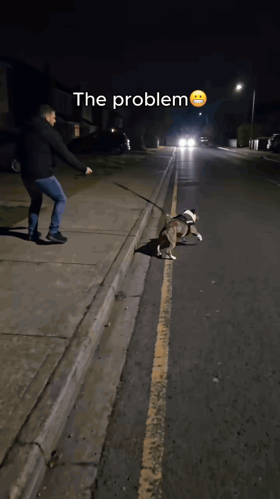 🐕✨ 3-Piece Rechargeable LED Dog Walking Set – Light-Up Harness, Collar & Leash for Safer Night Walks! 🌙🐾