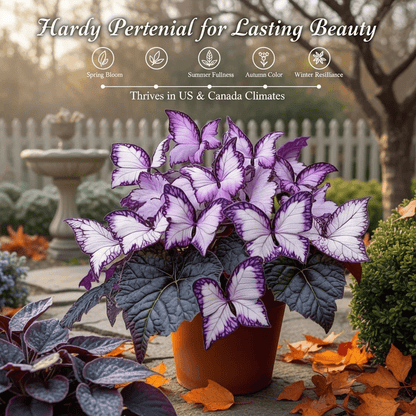 🔥Last Day: BUY 3 GET 1 FREE - 🍃🦋 Butterfly Leaf Hosta Seeds: Add a Touch of Whimsy to Your Garden!(🌿1 pack = 100 Seeds)