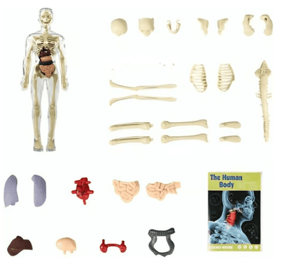🏆Flash Sale⚡Human Body Model for Kids - STEM Anatomy Toy with Removable Organs