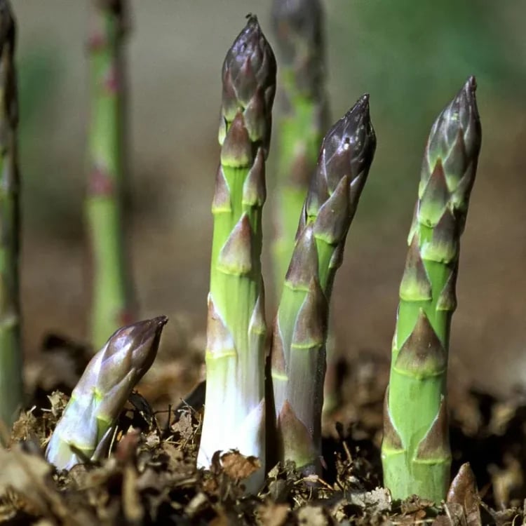🌿Four Seasons Asparagus Mary Washington Seeds