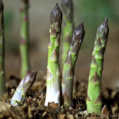 🌿Four Seasons Asparagus Mary Washington Seeds