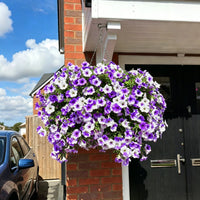 Purple White