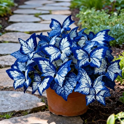 🔥Last Day: BUY 3 GET 1 FREE - 🍃🦋 Butterfly Leaf Hosta Seeds: Add a Touch of Whimsy to Your Garden!(🌿1 pack = 100 Seeds)